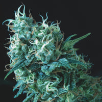Gorila Regular