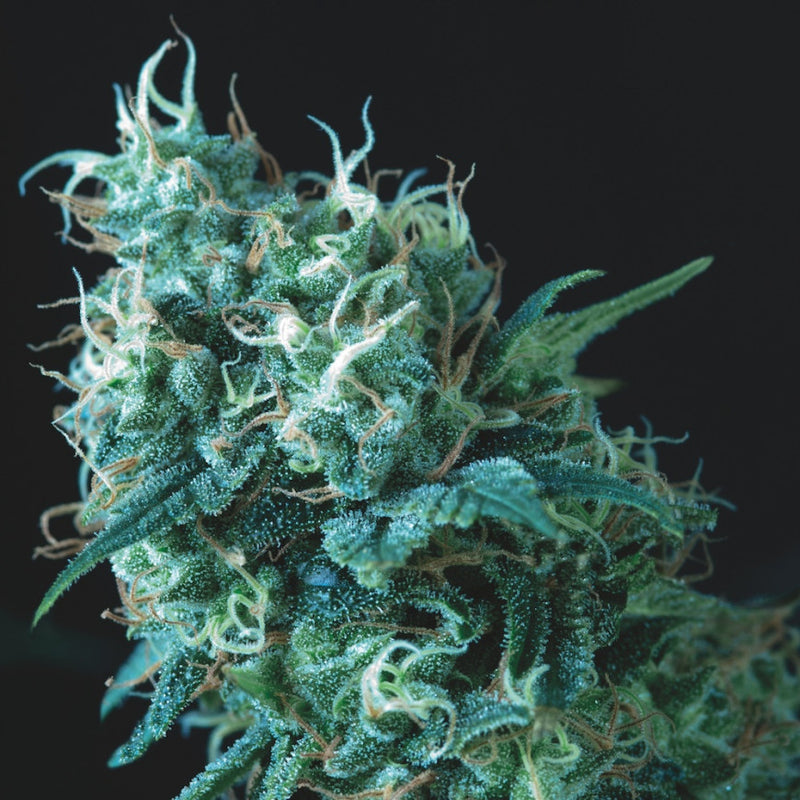 Gorila Regular