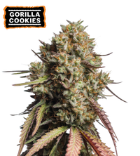 Gorilla Cookies Semi di cannabis autofiorenti