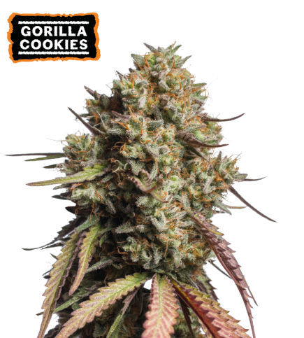 Gorilla Cookies Semi di cannabis autofiorenti