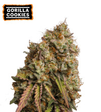 Gorilla Cookies Semi di cannabis femminizzati