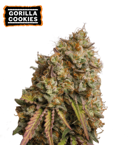 Gorilla Cookies Semi di cannabis femminizzati