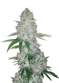Gorilla Auto