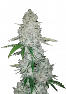 Gorilla Auto