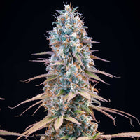 Granddaddy Purple