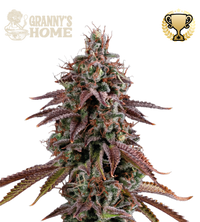 Granny's Home© Semi di cannabis femminizzati