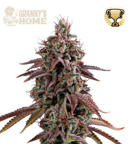 Granny's Home© Semi di cannabis femminizzati
