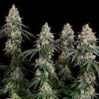Grape Ape