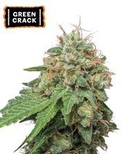 Green Crack Semi di cannabis autofiorenti