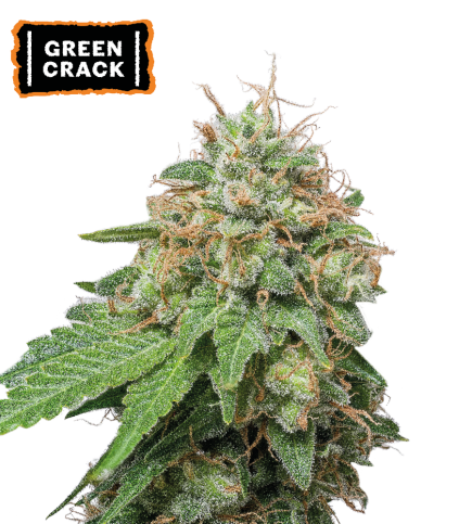 Green Crack Semi di cannabis autofiorenti