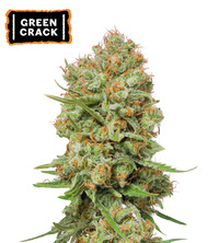 Green Crack Semi di cannabis femminizzati