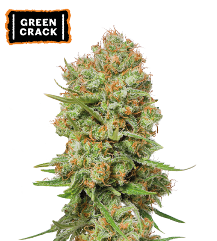 Green Crack Semi di cannabis femminizzati