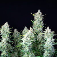 Green Gelato Auto