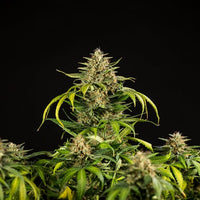 Green Gelato Auto