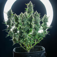 Green Gelato Auto