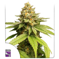 Green Papaya
