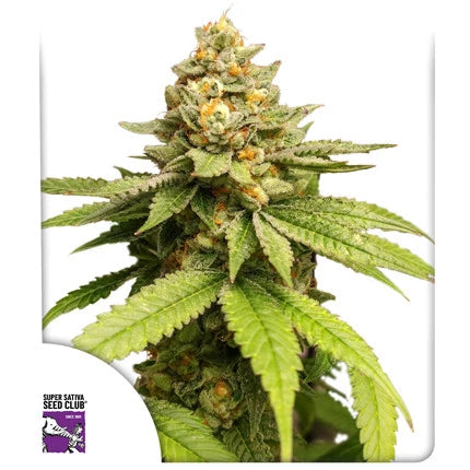 Green Papaya