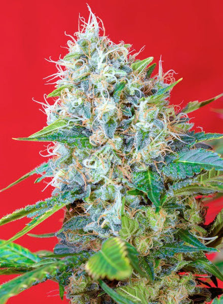 Green Poison®