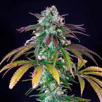 Green Crack Punch