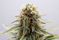 GSC