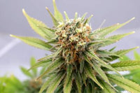GSC