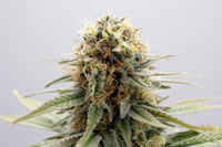 GSC