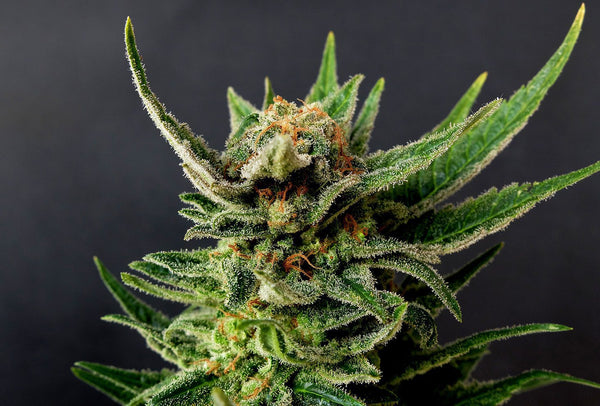 Gypsy Kush