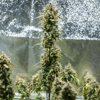 Haze Berry Auto