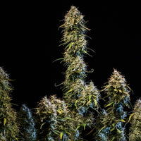 Haze Berry Auto
