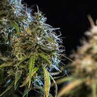 Haze Berry Auto