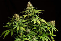 Hellfire OG