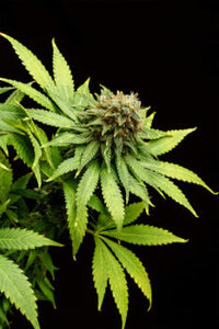 Hellfire OG