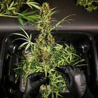 HulkBerry Auto
