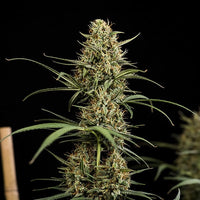HulkBerry Auto