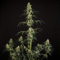 HulkBerry Auto