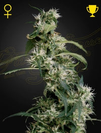 Arjan's Ultra Haze 2 (Mango Haze) (Feminised)