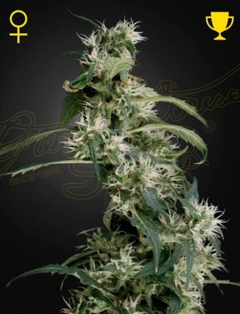 Arjan's Ultra Haze 2 (Mango Haze) (Feminised)