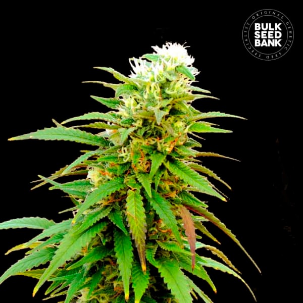 AUTO ZKITTLY ZI ZI