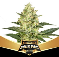 Sour Mac Femenized