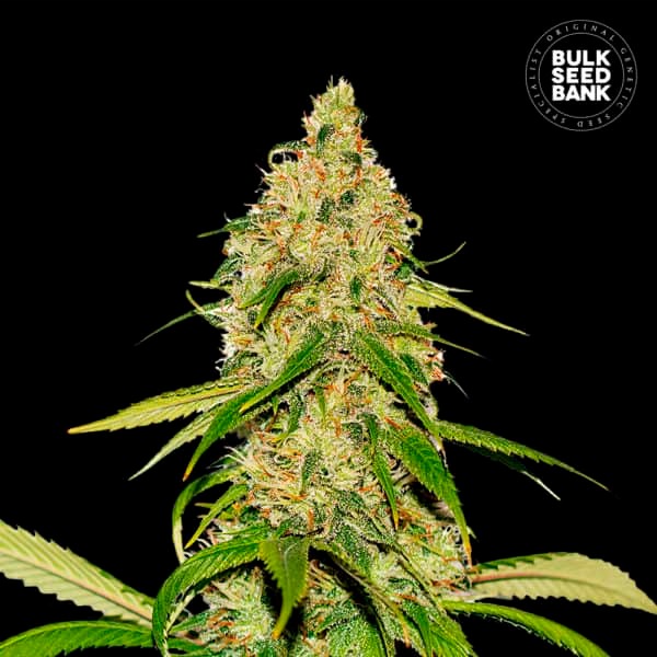 AUTO CBD WHITE WIDOW
