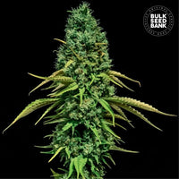 CBD CRITICAL