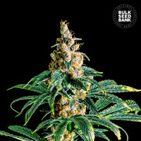 ZKITTLY ZI ZI