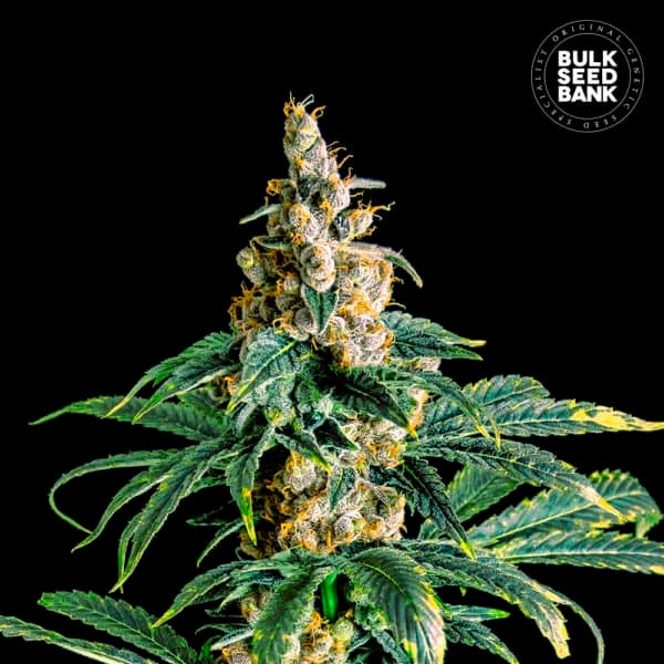 ZKITTLY ZI ZI