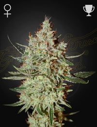 GH Cheese (Feminised)