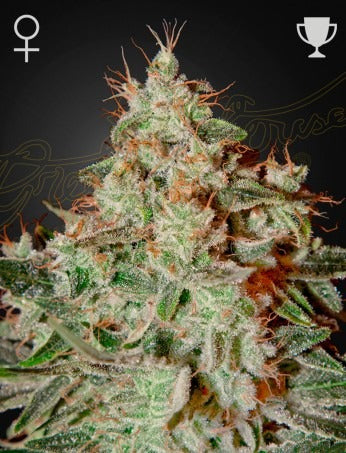 Lemon Skunk (Feminised)