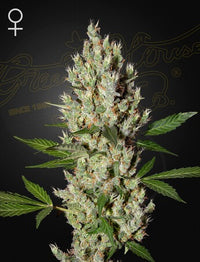 Moby Dick (Feminised)