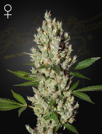 Moby Dick (Feminised)