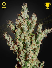 NL5 Haze Mist (Feminised)