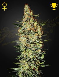 Neville's Haze (Feminised)
