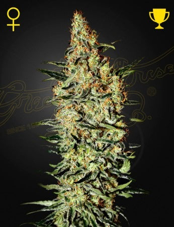 Neville's Haze (Feminised)